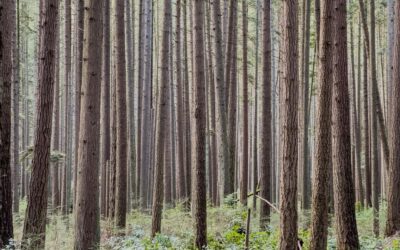 Church of Sweden could lead EU towards truly sustainable forestry